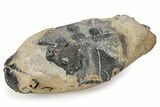 Fossil Crab (Zanthopsis) - London Clay, England #243404-1